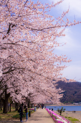 桜並木トンネル