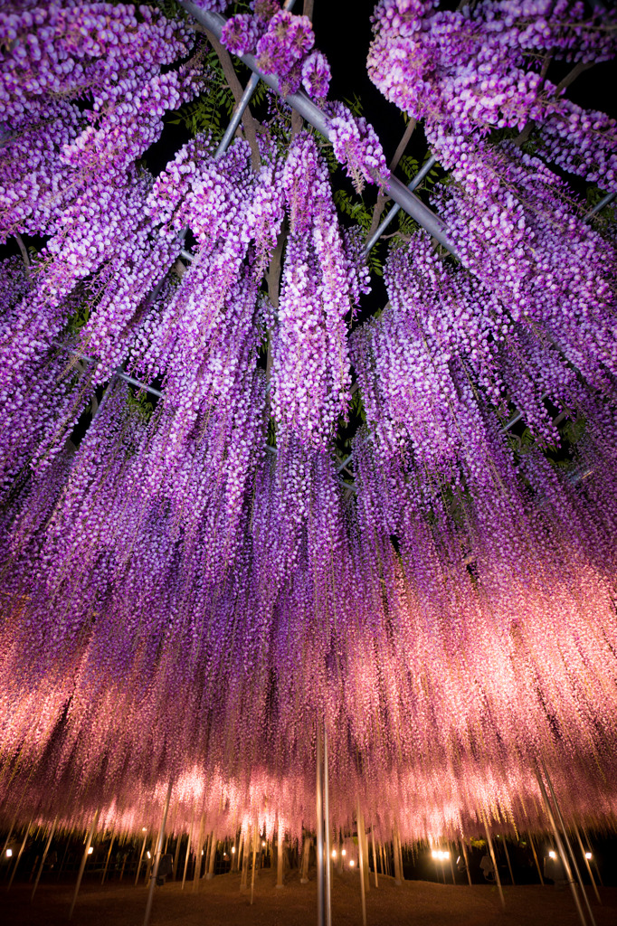 Two-colored wisteria