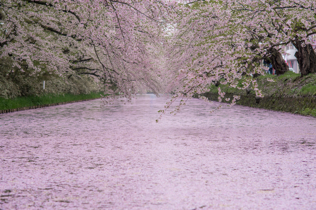 桜ストリート