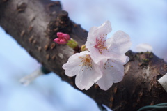桜 with 水滴２