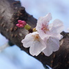 桜 with 水滴２