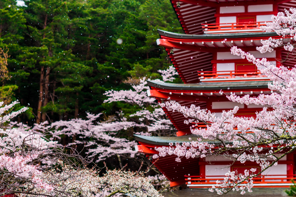 桜シャワー