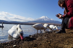 白鳥と富士山