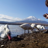 白鳥と富士山