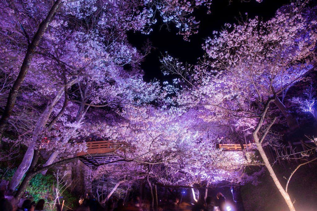 橋隠し桜