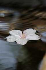 水面と花びら１