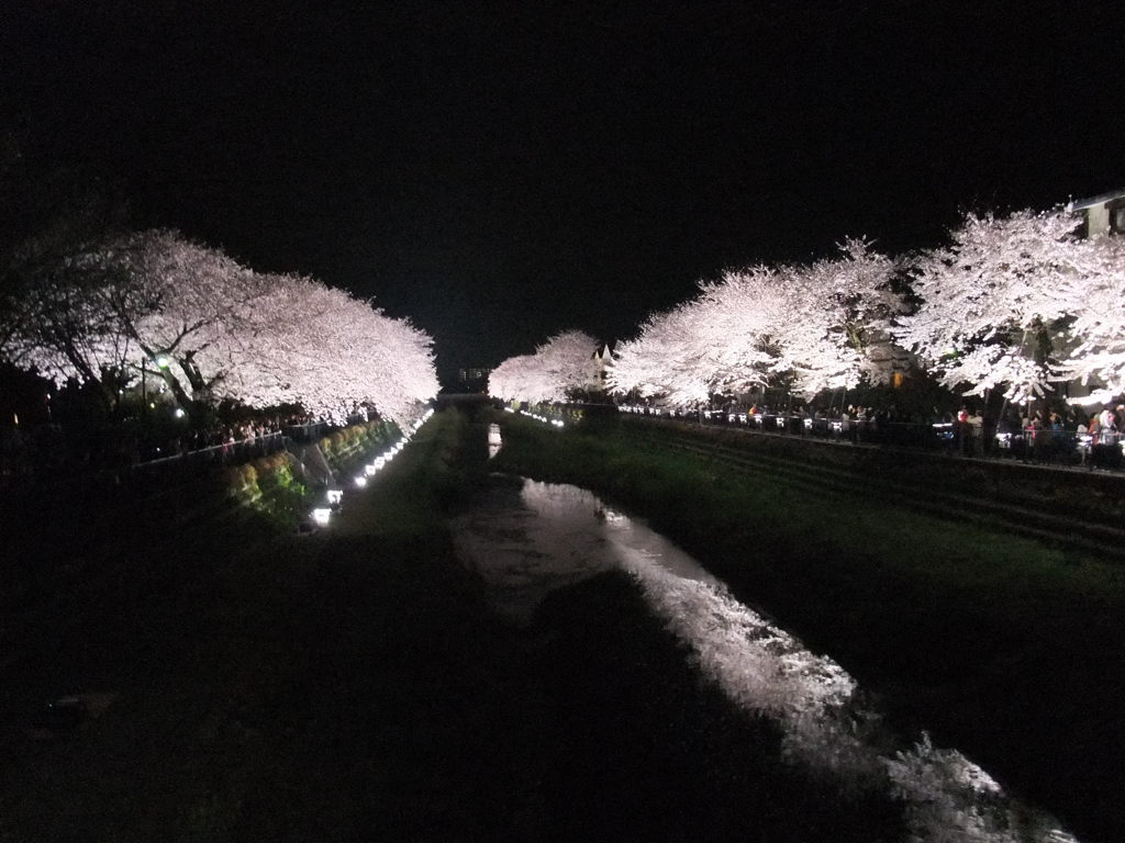 野川の夜桜１