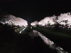 野川の夜桜１