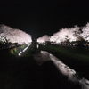 野川の夜桜１
