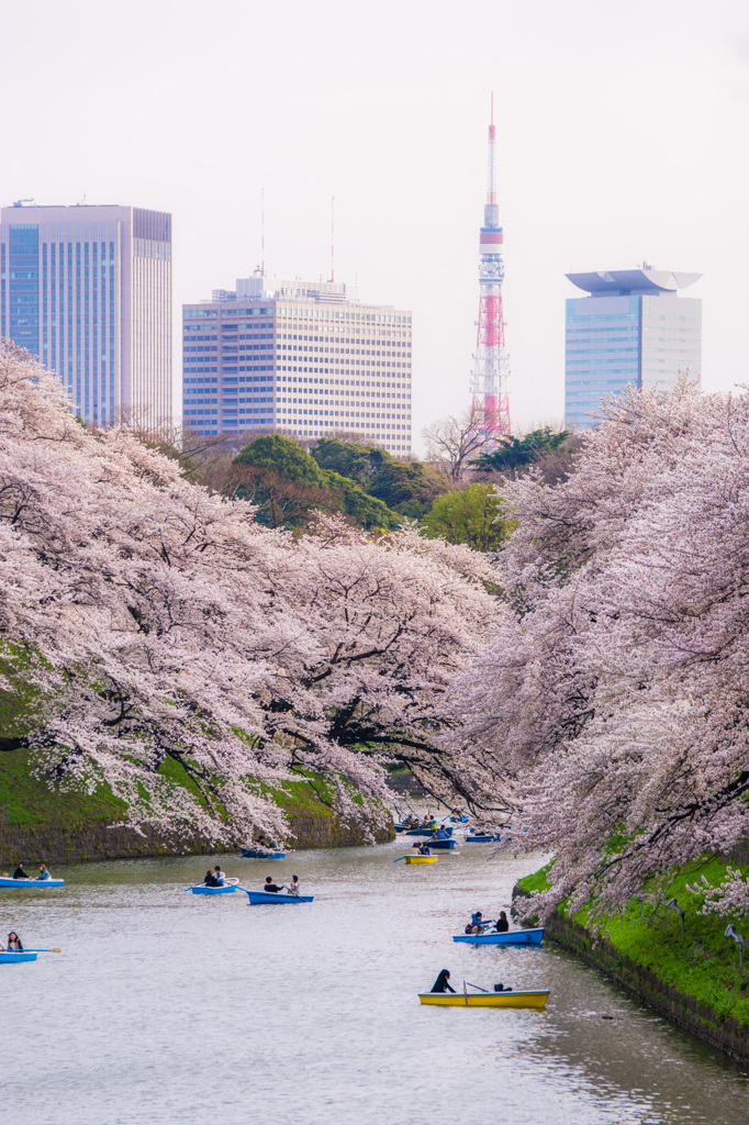 東京、桜模様