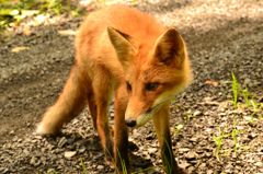 キタキツネさん