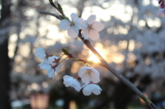 夕日と桜
