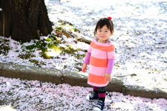 field of sakura 