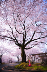 桜色舞うころ