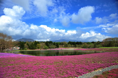 芝桜