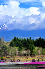 富士山に芝桜がいる