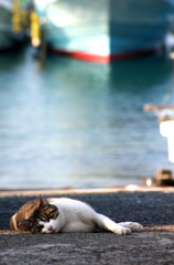 漁港の猫