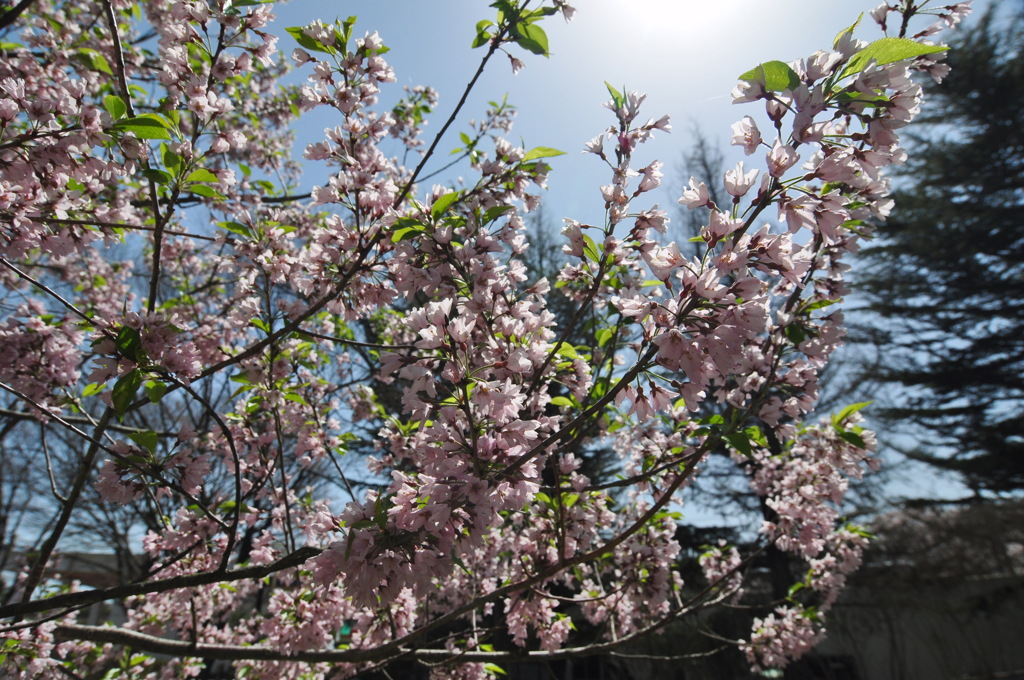 葉桜