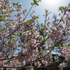 葉桜