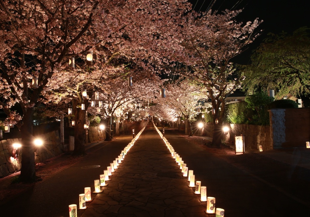 本妙寺（熊本）　桜灯篭(4)