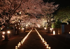 本妙寺（熊本）　桜灯篭(4)