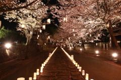 本妙寺（熊本）　桜灯篭(2)