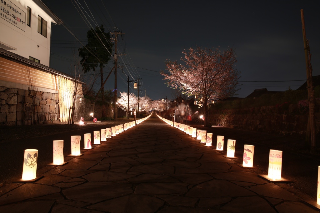 本妙寺（熊本）　桜灯篭(1)