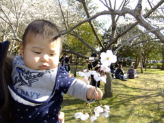 初めての桜