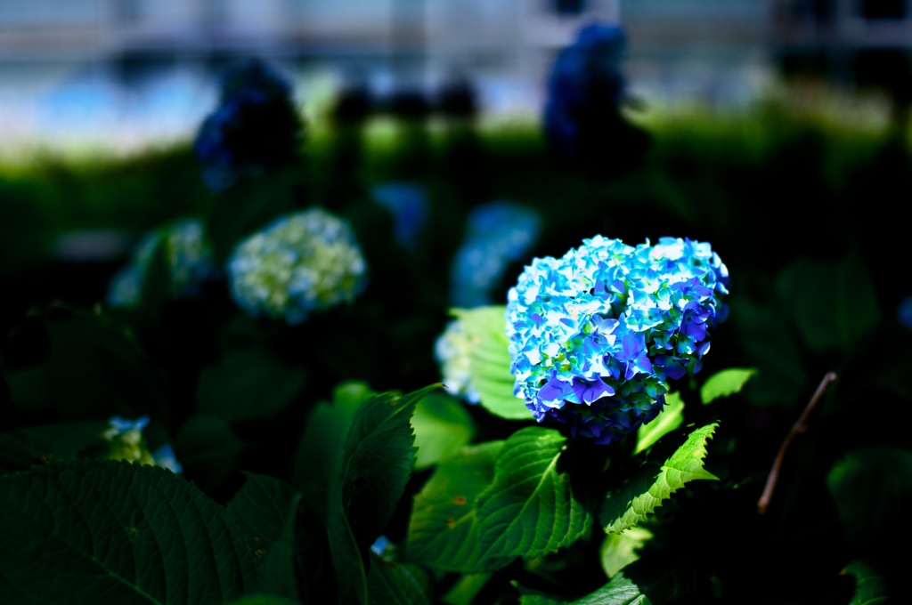 紫陽花