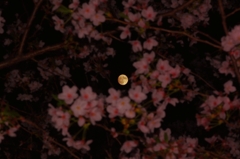 花見と月見