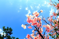 沖縄の一足早い春