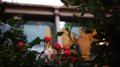 SUMMICRON-M 35mm F/2 ASPH