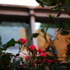 SUMMICRON-M 35mm F/2 ASPH