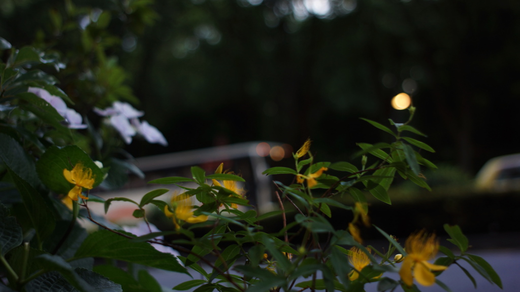 SUMMICRON-M 35mm F/2 ASPH