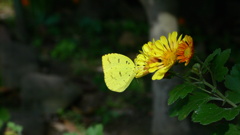 黄色い花に・・・モンキチョウ