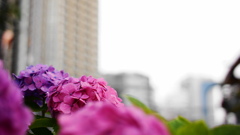 SUMMICROM-M 35mm F/2