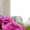 SUMMICROM-M 35mm F/2