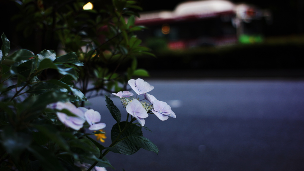 SUMMICRON-M 35mm F/2 ASPH