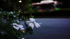 SUMMICRON-M 35mm F/2 ASPH