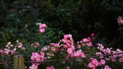 SUMMICRON-M 35mm F/2 ASPH