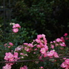 SUMMICRON-M 35mm F/2 ASPH