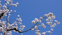 青空にサクラ