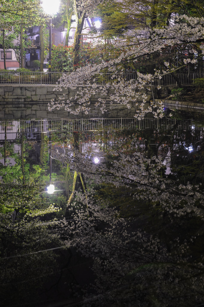 夜桜