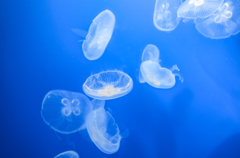 海月