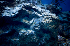 DEEP BLUE