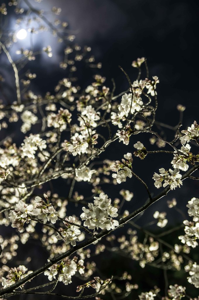 sakura