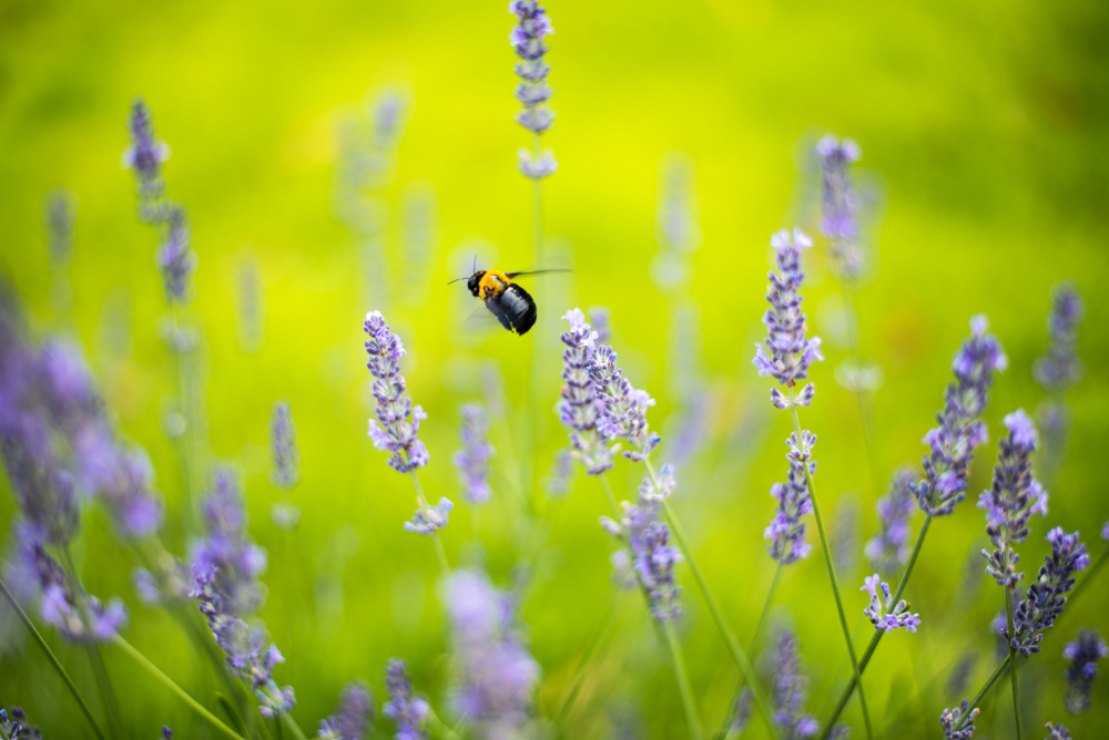 BEE WORKS