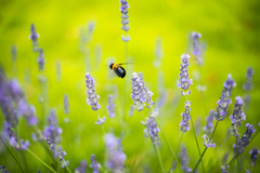 BEE WORKS