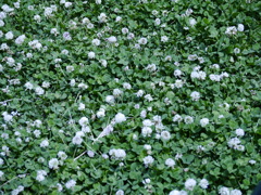 花の絨毯
