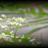 待ちぼうけ